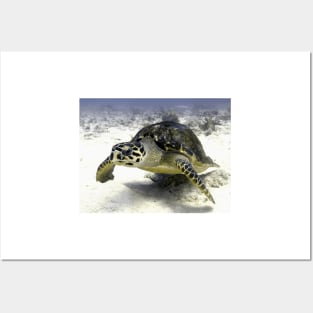 Caribbean Sea Turtle Posters and Art